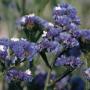 Seminte profesionale Limonium sinuatum - Flori de pai - imagine 48763